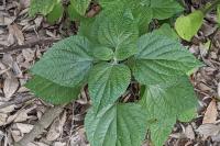Salvia guaranitica