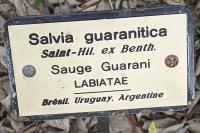Salvia guaranitica