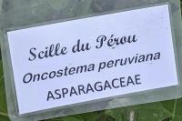 Oncostema peruviana