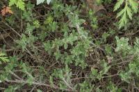 Thymus dolomiticus