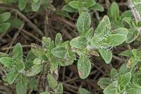 Thymus dolomiticus