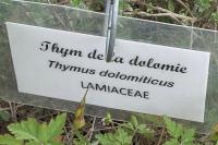 Thymus dolomiticus