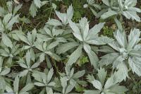 Artemisia ludoviciana
