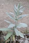 Artemisia ludoviciana