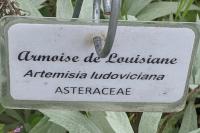 Artemisia ludoviciana