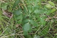 Aquilegia