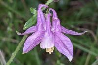 Aquilegia