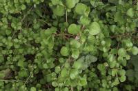 Ceratostigma plumbaginoides