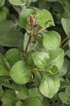 Ceratostigma plumbaginoides