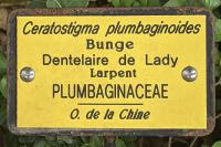 Ceratostigma plumbaginoides