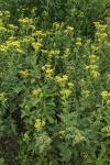 Ruta chalepensis
