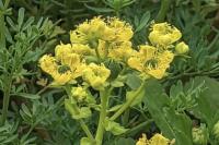 Ruta chalepensis