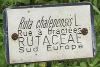 Ruta chalepensis
