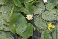 Nymphaea alba