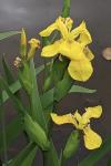 Iris pseudacorus