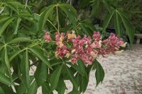 Aesculus pavia