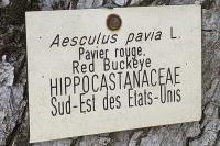 Aesculus pavia