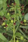Scrophularia peregrina