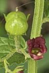 Scrophularia peregrina