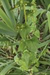 Scrophularia peregrina