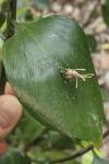 Ruscus hypophyllum