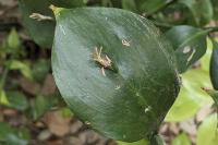 Ruscus hypophyllum