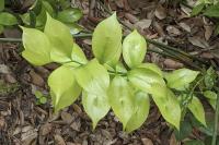 Ruscus hypophyllum