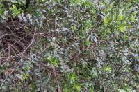 Myrtus communis