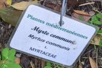 Myrtus communis