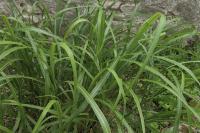 Miscanthus sinensis