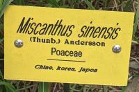 Miscanthus sinensis