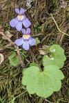 Cymbalaria muralis