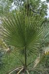 Washingtonia filifera