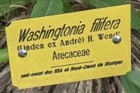 Washingtonia filifera