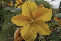 Fremontodendron californicum