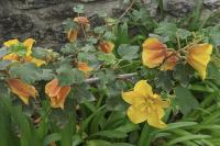 Fremontodendron californicum
