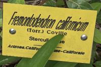 Fremontodendron californicum
