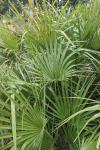 Chamaerops humilis