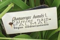 Chamaerops humilis