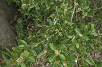 Buxus balearica