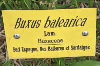 Buxus balearica
