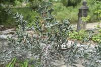 Colletia cruciata