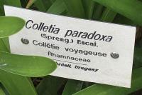 Colletia cruciata