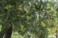 Phillyrea latifolia