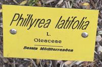 Phillyrea latifolia
