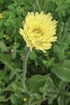 Urospermum dalechampii