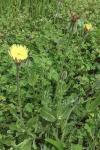 Urospermum dalechampii