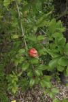 Punica granatum