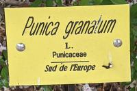 Punica granatum