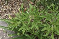 Vitex agnus-castus